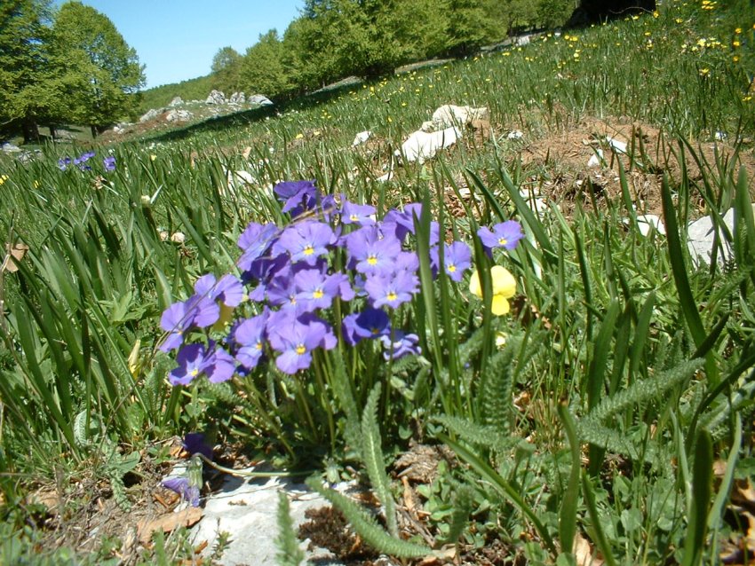 Anemone nemorosa, viola eugeniae, ranunculo